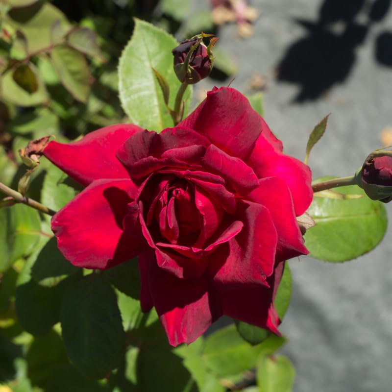 Rose Plant Live, Roses Bush for Outdoor Garden, 5-10 Inch Tall, Ornamental Flowering Shrub with Fragrant Blooms, Ready to Plant (Red Rose)