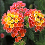 Set 2 Bright Orange Lantana Live Plants for Planting Outdoors, Lantana Plants Live, Well Rooted,Perennial Flower Planting