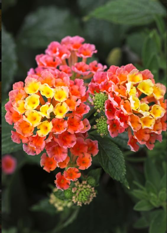 Set 2 Bright Orange Lantana Live Plants for Planting Outdoors, Lantana Plants Live, Well Rooted,Perennial Flower Planting