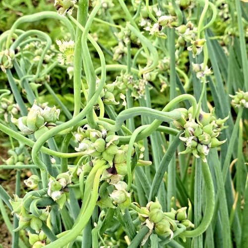 6 Egyptian Walking Onions Live Plants for Planting, High Yield Walking Onion Plant for Perennial Planting, Outdoor, Winter Hardy in Zones 3–9