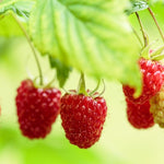 4 Hardy Raspberry Trees Live Plants, Purple Everbearing Raspberries Bushes Plants 5 to 10 Inc Tall, Well-Rooted, No Pot, Sweet Flavor (Caroline Red)