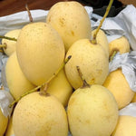 Cat Chu Mango Tree Live Plant Grafted, 14 to 18 Inches Tall in Pot, Ready to Bear Fruit in 1 Year, Sweet Mango Tree for Planting