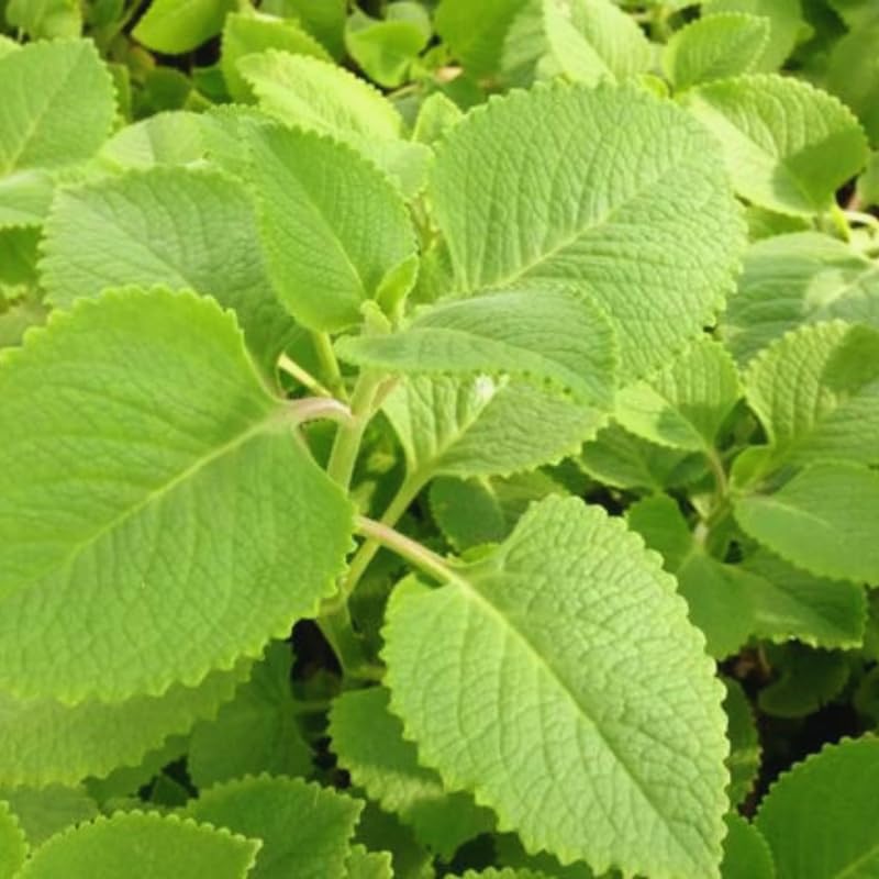 4 Green Cuban Oregano Plants Live, 3 to 5 Inches Tall, Live Cuban Oregano Plants, Cuban Oregano Plant Pot, Cuban Oregano Well Rooted
