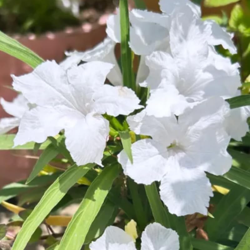 5 White Mexican Petunia Plants Live, 5-8" Tall Ruellia Simplex Hardy Petunia Seedlings for Outdoor Garden, Borders, Containers