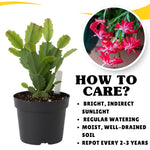 Red Christmas Cactus Plants Live in 4 Inch Pot, Perennial Christmas Thanksgiving Cactus Plants Potted, Vibrant Flower Holiday Houseplant Indoors Outdoors