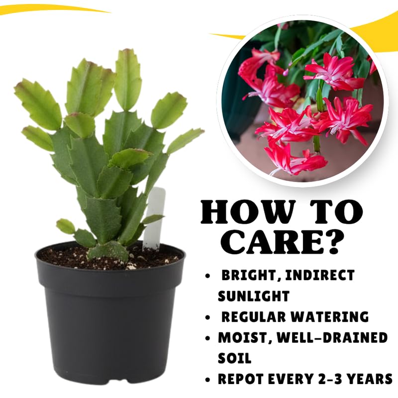 Red Christmas Cactus Plants Live in 4 Inch Pot, Perennial Christmas Thanksgiving Cactus Plants Potted, Vibrant Flower Holiday Houseplant Indoors Outdoors