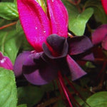 4 Black Fuchsia Plants Live, Fuchsia Flower Plant, 4 to 7 Inches Tall, Growing Indoor Outdoor