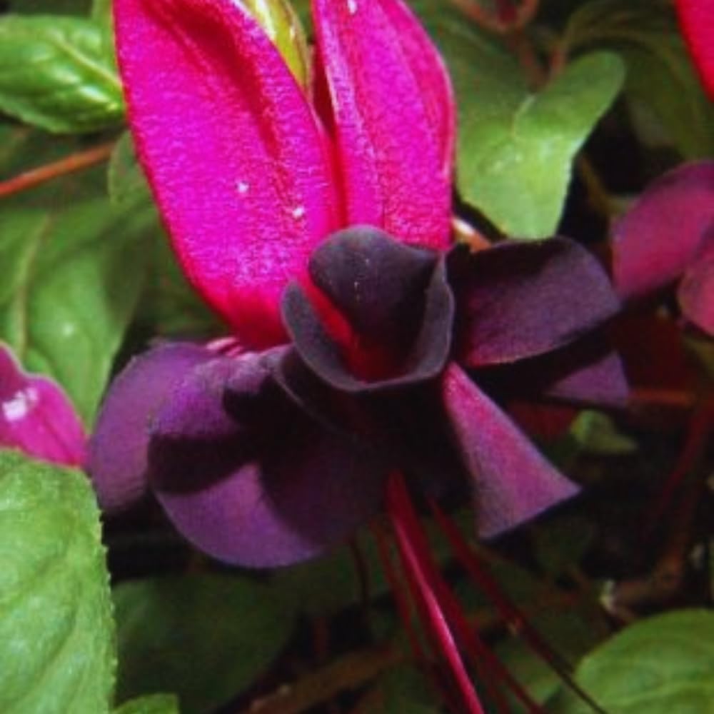 4 Black Fuchsia Plants Live, Fuchsia Flower Plant, 4 to 7 Inches Tall, Growing Indoor Outdoor