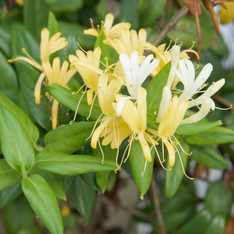 Set 6 Yellow White Honeysuckle Plants Cuttings, 8-10 Inches Tall Flower Honeysuckle Vine Plant Cutting for Planting, Unrooted