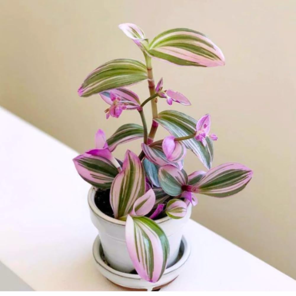 2 Pink Tradescantia Wandering Jew Plants Live, Tricolor Wandering Jew Indoor Houseplant, 3-5 Inches Tall in 3.25'' Pot