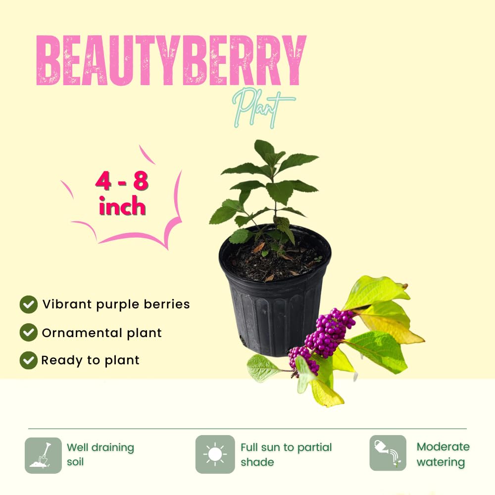 Set 2 Beautyberry Bushes Live Plants, Purple Berries Trees 4-8 Inches, Ready to Plant Outdoor, No Pot