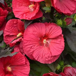 Hibiscus Plants Live, Hibiscus Plant, Hibiscus Tree Live Plant, Perennial Flower Bush, 6 to 8 Inch Tall, Red Hardy Hibiscus