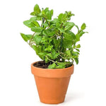 Big Clumps Random Mint Plants Live in Pot, Well-Rooted Herb for Home Gardens, Heirloom Mint Indoor Outdoor, Fresh Mints
