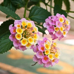 2 Random Blooming Lantana Plants Live, Colorful Perennial, Long-Blooming and Very Hardy, Size 5 to 12 Inches in Tall, Well-Rooted, Outdoor Planting