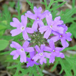 2 Light Lavender Verbena Plants Live, Perennial Ground Cover or Trailing Bushes Shrubs, 5-9 Inches Tall, Verbena Flower for Planting