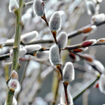 Pussy Willow Plants Live Tree in 2.5 Inch Pot, Home Décor, Ornamental Shrubs, Can Grow As Branches for Vase, Outdoor Planting