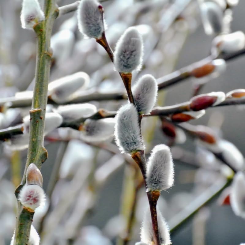 Pussy Willow Plants Live Tree in 2.5 Inch Pot, Home Décor, Ornamental Shrubs, Can Grow As Branches for Vase, Outdoor Planting