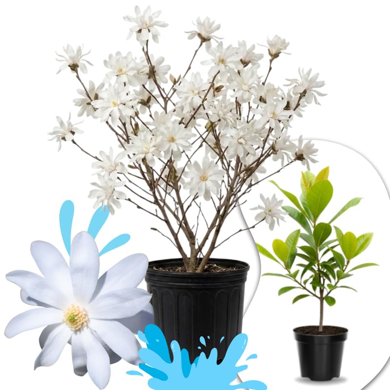 Star Magnolia Tree Live Plant in 1 Gallon Pot, 1-2 Feet Tall, 2 Years Old Well-Rooted Tree, Cold Hardy, Magnolia Shrub for Spring Planting, Fast-Growing