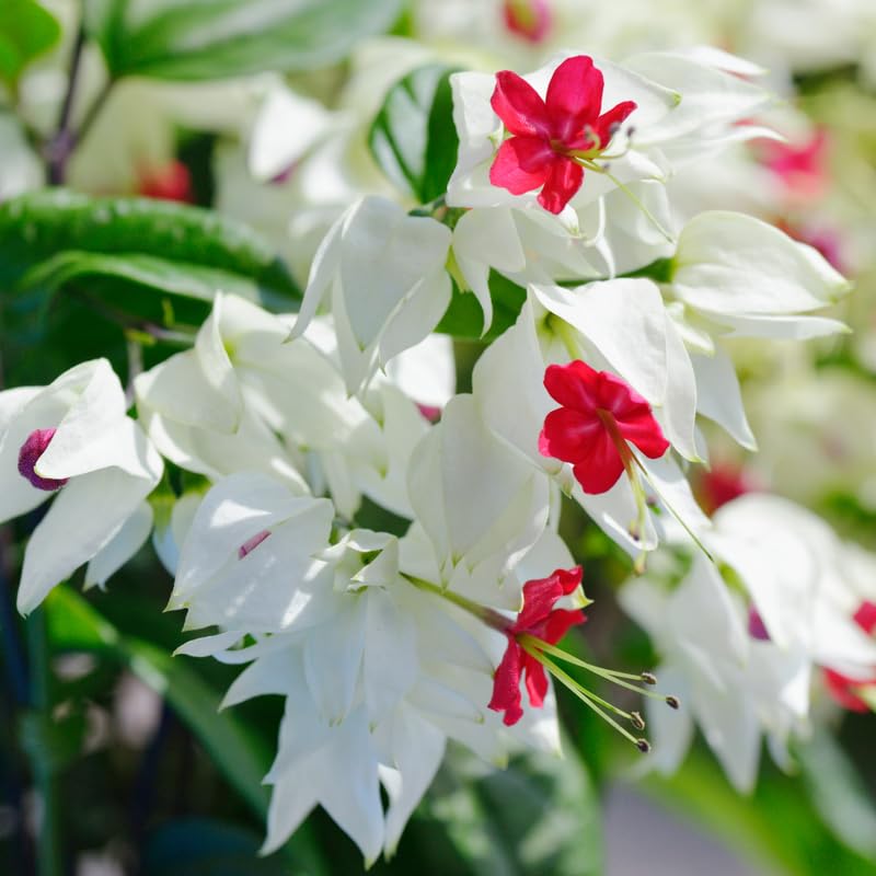 White Bleeding Heart Live Plant, 6-8 Inch Clerodendrum Live Plant, Clerodendrum Bleeding Heart Vine - Perennial Flower, Well Rooted Starter Plant