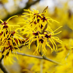 Yellow Witch Hazel Bush Shrub Plant, 1 Year Old Witch-Hazel Tree Live Plant, 6-12 Inches Tall Ready to Plant Outdoor, Dormant
