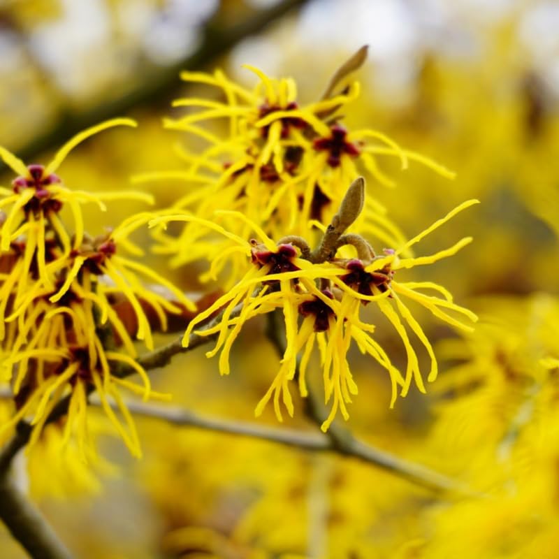 Yellow Witch Hazel Bush Shrub Plant, 1 Year Old Witch-Hazel Tree Live Plant, 6-12 Inches Tall Ready to Plant Outdoor, Dormant