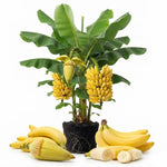 Basjoo Banana Tree Live Plant, Edible Fruit, 4-6" Tall