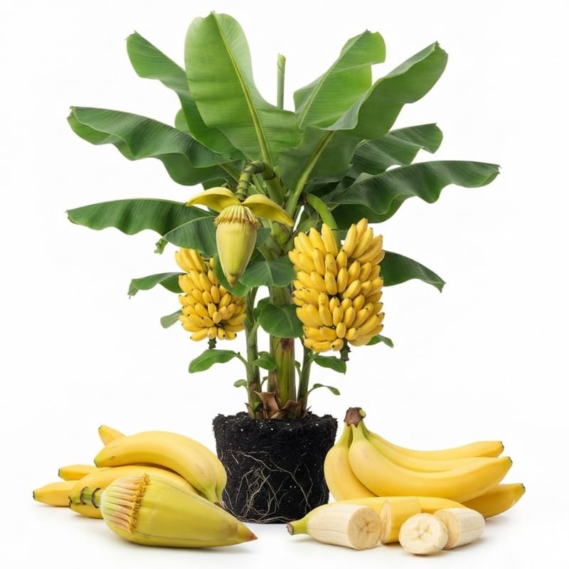 Basjoo Banana Tree Live Plant, Edible Fruit, 4-6" Tall