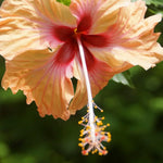 Hibiscus Plants Live, Hibiscus Plant, Hibiscus Tree Live Plant, Perennial Flower Bush, Peach Hibiscus