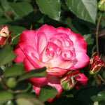 Rose Live Plant for Planting, Rose Bush Ready to Plant 6-10 Inc Tall, Fragrant Hybrid Tea Rose Flowers for Outdoor, Climbing Rose Vine (Delight Rose)