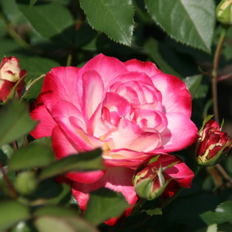 Rose Live Plant for Planting, Rose Bush Ready to Plant 6-10 Inc Tall, Fragrant Hybrid Tea Rose Flowers for Outdoor, Climbing Rose Vine (Delight Rose)