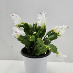 Christmas Cactus Plants Live, Thanksgiving Cactus Easter Cactus Like, 4-8 Inc Tall, Cold Hardy, Holiday Cactus for Indoor Outdoor Planting, Starter Size (White)