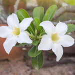 White Desert Rose Plant Live, 4-7" Tall, Adenium Obesum Well-Rooted Succulent for Indoor Outdoor Displays