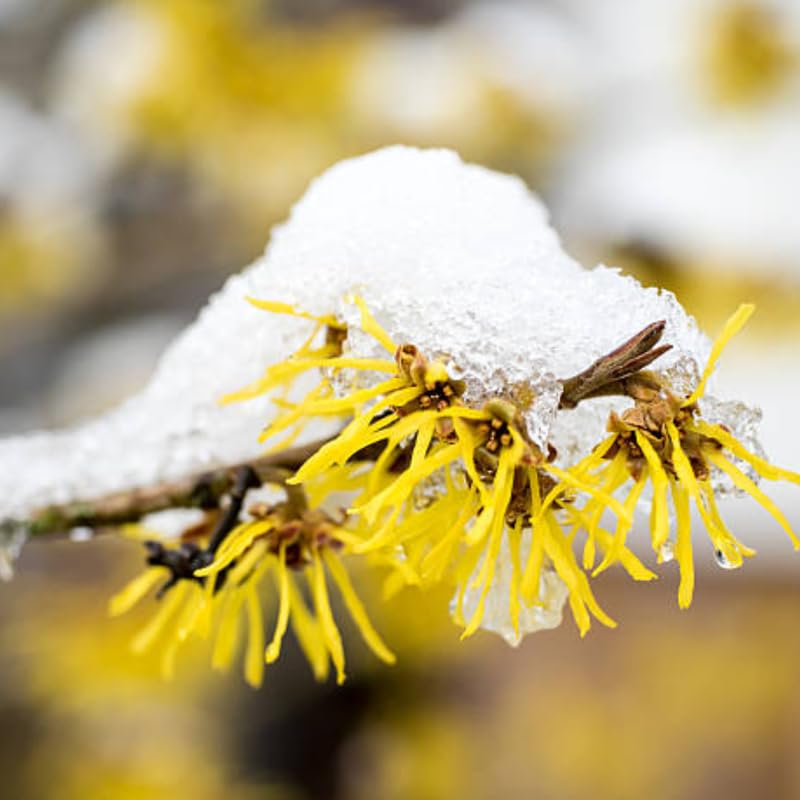 Yellow Witch Hazel Bush Shrub Plant, 1 Year Old Witch-Hazel Tree Live Plant, 6-12 Inches Tall Ready to Plant Outdoor, Dormant