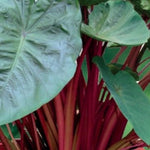 Combo 3 Red Stems Colocasia Live Plants, Elephant Ear Esculenta Taro, 5 to 8" in Tall, Alocasia Live Plant for Planting, Live Houseplant Colocasia Plant