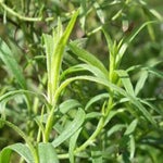 2 Texas Tarragon Plants Live, 4-9" Tall Mexican Mint Marigold Herb for Outdoor Garden, Well-Rooted