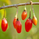 Pack 6 Cuttings Goji Berry Plant, 8-10" Unrooted Cutting, Bush Goji Berry Fruit Plant Cutting for Planting Outdoor Garden