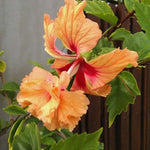 2 Peach Hibiscus Tree Live Plant, Hardy Hibiscus Plants Live, 8 to 11 Inches, Hibiscus Shrub Tree for Garden
