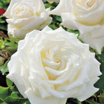 Rose Plant Live, Rose Bush Live Plant, Fragrant Flowers Ready to Plant, 5-9 Inch Height, Well-Rooted, No Pot (White Rose)
