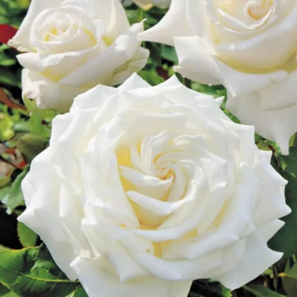 Rose Plant Live, Rose Bush Live Plant, Fragrant Flowers Ready to Plant, 5-9 Inch Height, Well-Rooted, No Pot (White Rose)