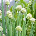 4 Garlic Chives Plants Live, Hardy Heirloom Leek Chives Herb Plants for Culinary Outdoor Garden, 4-8" Tall