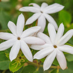 3 Climbing Jasmine Live Plants for Indoor Outdoor Planting, White Jasmine Plants Live, Fragrant, 5-8" in Tall, Hardy