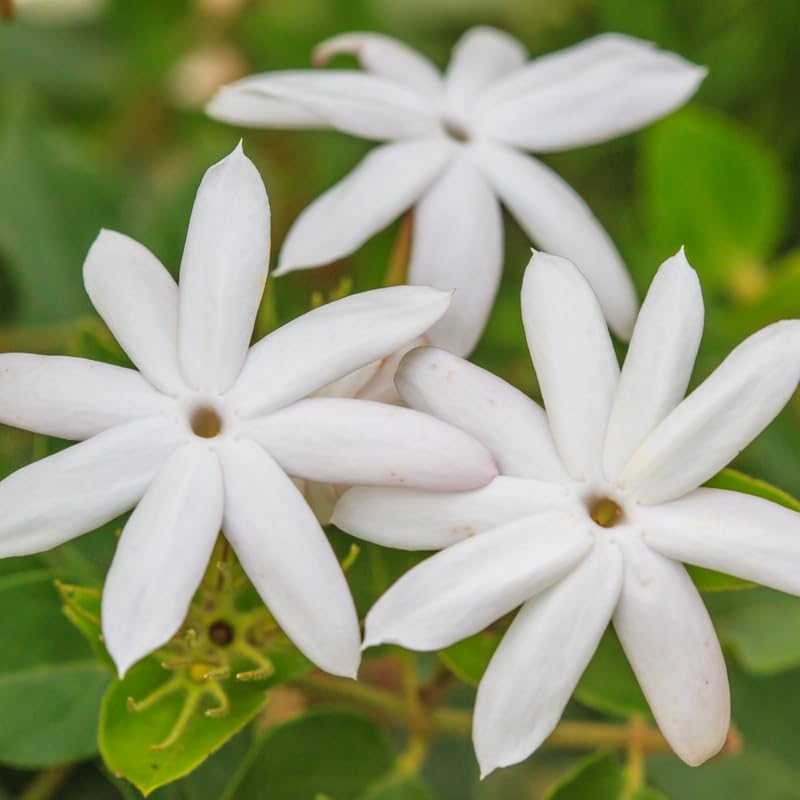 3 Climbing Jasmine Live Plants for Indoor Outdoor Planting, White Jasmine Plants Live, Fragrant, 5-8" in Tall, Hardy