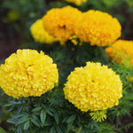 Pack 2 Marigold Live Plants, Yellow Marigold Plants, 4 to 8 Inches in Height, Marigold Flowers Live Plants Well Rooted, Live Marigold Plants