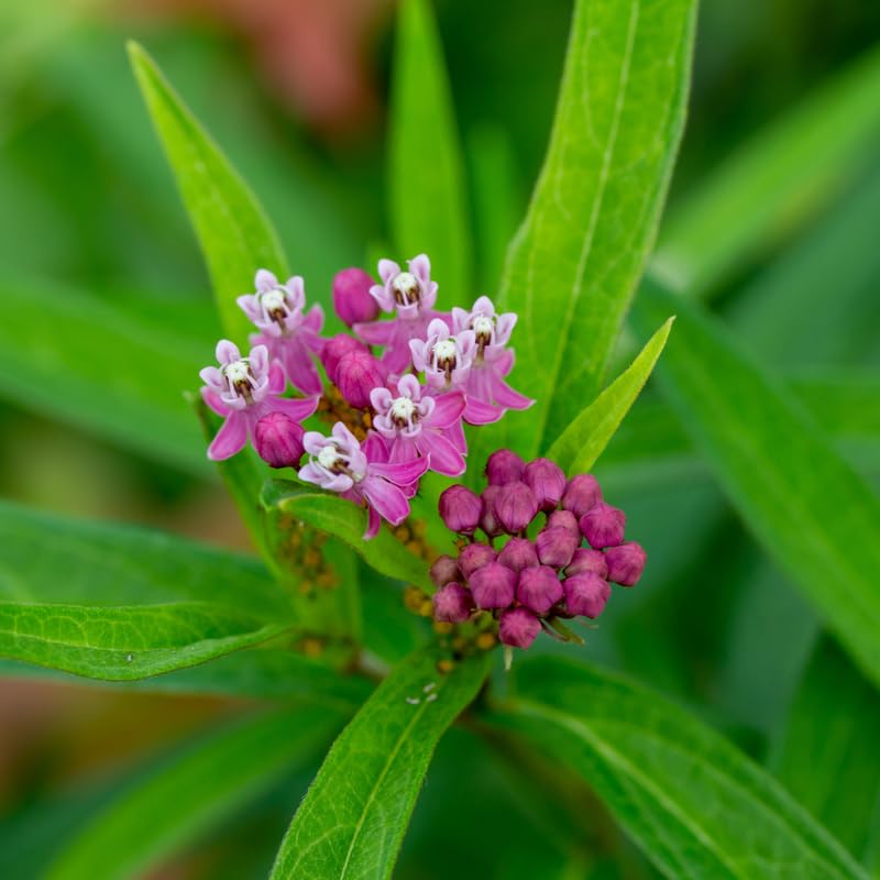 2 Pink Milkweed Plants Live, Tropical Butterfly Milkweed 4-8 Inches, Perennial Milkweeds Flowers Well Rooted Container or Outdoor Growing