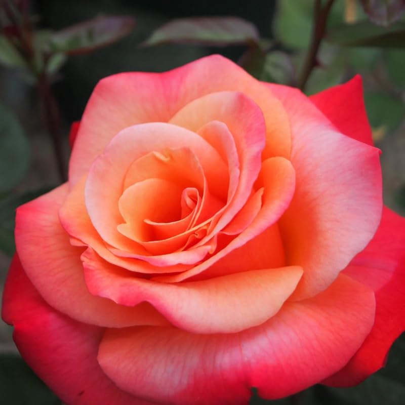 Rose Bush Live Plant, 5-9 Inch Tall, Fragrant Rose Flowers Tree, Well-Rooted Ready to Plant Outdoor Indoor (Coral Rose)