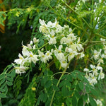 Moringa Tree Plant Live in 4 Inch Pot, Moringa Oleifera Drumstick Tree, Malunggay Trees Live Plants for Planting, 2 Plants per Pot