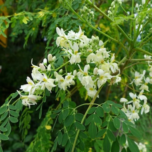 Moringa Tree Plant Live in 4 Inch Pot, Moringa Oleifera Drumstick Tree, Malunggay Trees Live Plants for Planting, 2 Plants per Pot