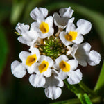 Set 4 Trailing Lantana Plants Live for Planting, Fragrant Lantana Live Plant to Grow Indoor Outdoor, Lantana Flowers Perennial, 4-8" Tall (White Lantana)