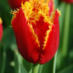 25 Tulip Bulbs for Planting, Easy-Grow Spring Flowers, Assorted Perennial Tulip Bulbs, Bulb Size 11/12 cm, Gardens, Containers, Flowerbeds Planting (Rare Tulip)