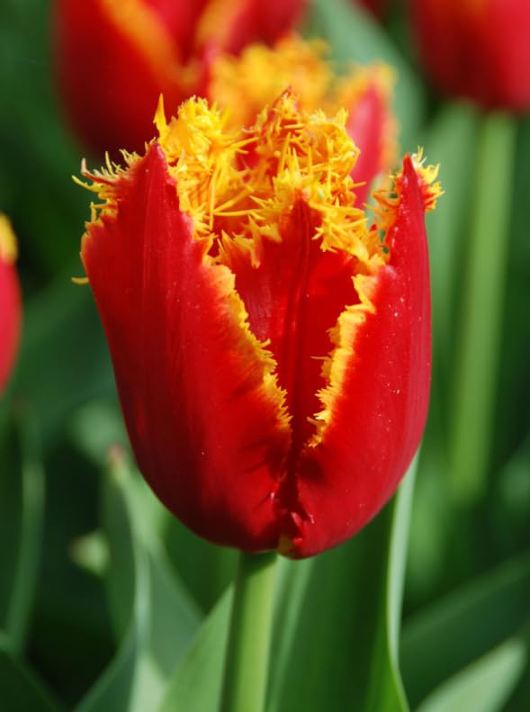 25 Tulip Bulbs for Planting, Easy-Grow Spring Flowers, Assorted Perennial Tulip Bulbs, Bulb Size 11/12 cm, Gardens, Containers, Flowerbeds Planting (Rare Tulip)